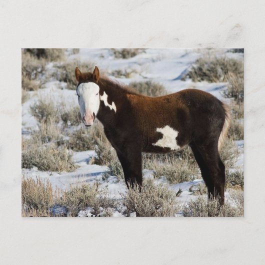 Carte Postale PJ La Peinture (Devant)