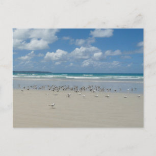 Carte Postale Plage avec mouettes