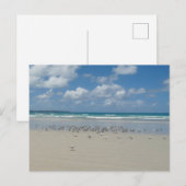 Carte Postale Plage avec mouettes (Devant / Derrière)
