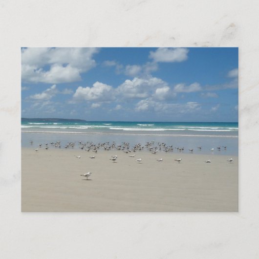 Carte Postale Plage avec mouettes (Devant)