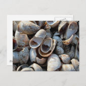 Carte postale Plage de coquillages (Devant / Derrière)