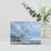 Carte Postale Plage de Driftwood (Debout devant)