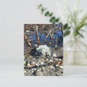 Carte Postale Plage de galets 2 (Debout devant)