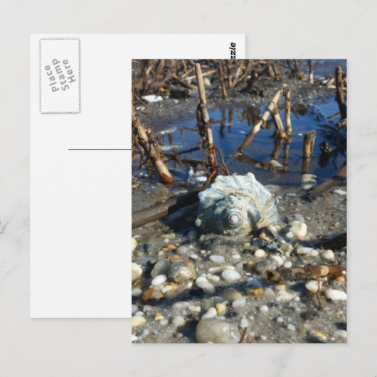 Carte Postale Plage de galets 2 (Devant / Derrière)