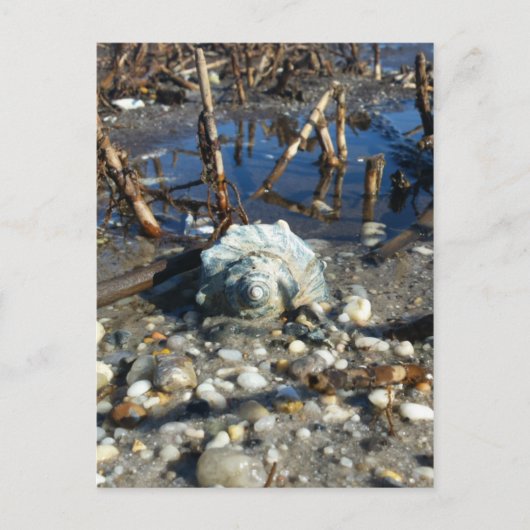 Carte Postale Plage de galets 2 (Devant)