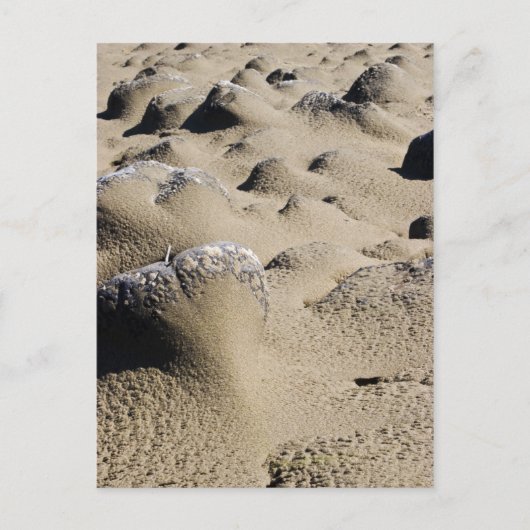 Carte Postale Plage de l'Oregon (Devant)