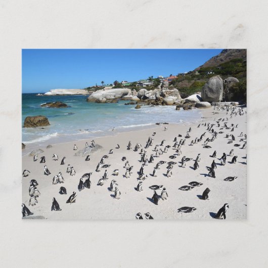 Carte Postale Plage de Penguins Boulders | Afrique du Sud (Devant)