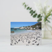 Carte Postale Plage de Penguins Boulders | Afrique du Sud (Debout devant)