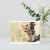 CARTE POSTALE PLAGE DE PETIT LION CUB (Debout devant)