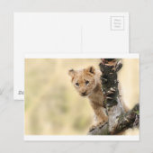 CARTE POSTALE PLAGE DE PETIT LION CUB (Devant / Derrière)
