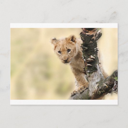 CARTE POSTALE PLAGE DE PETIT LION CUB (Devant)