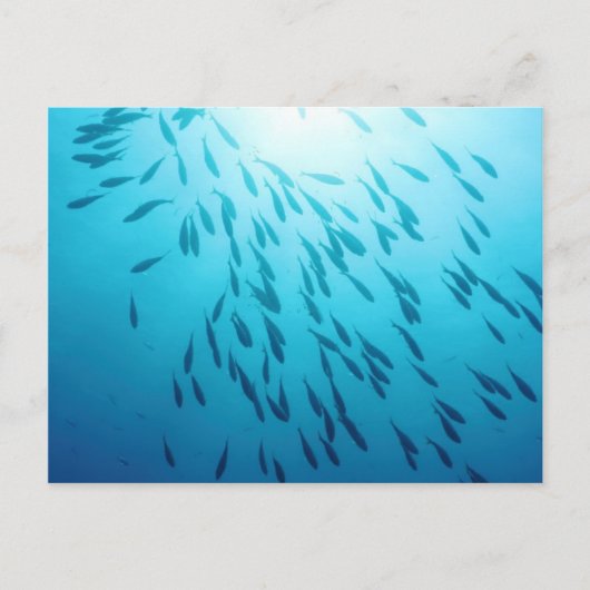 Carte Postale Plage de poissons (Devant)