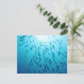 Carte Postale Plage de poissons (Debout devant)
