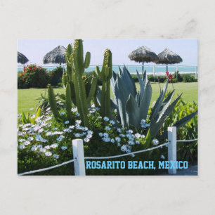 Carte Postale Plage de Rosarito, Mexique (Cactus)