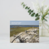 Carte postale Plage Driftwood (Debout devant)