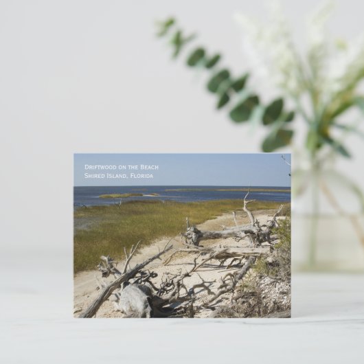 Carte postale Plage Driftwood (Debout devant)