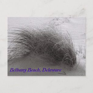 Carte postale Plage Grasss Bethany