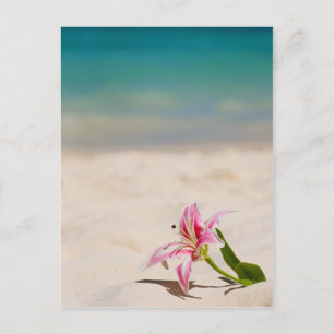 Carte Postale Plage Lily