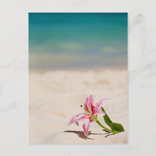 Carte Postale Plage Lily (Devant)
