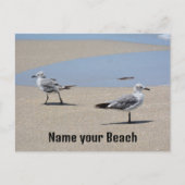 Carte Postale Plage photographique de mouettes (Devant)