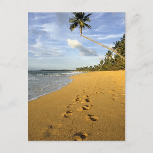 Carte Postale Plage Porto Rico (Devant)