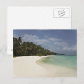 Carte Postale Plage vierge et cocotiers. (Devant / Derrière)