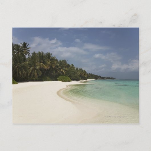 Carte Postale Plage vierge et cocotiers. (Devant)