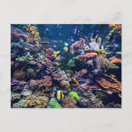 Carte Postale Plages tropicales | Corail sous-marin Reef (Devant)