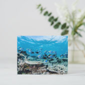 Carte Postale Plages tropicales | Esturgeon Parmi le corail (Debout devant)