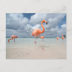 Carte Postale Plages tropicales Flamants roses Beach, Aruba