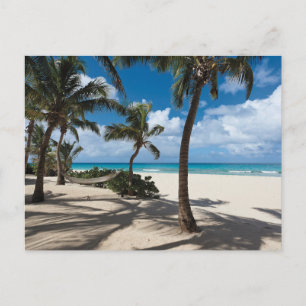 Carte Postale Plages tropicales   Plage d'Anguilla, Palmier