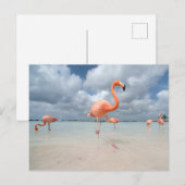 Carte Postale Plages tropicales | Plage des Flamants Roses, Arub (Devant / Derrière)
