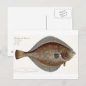 Carte Postale Plaice (Pleuronectes Platessa) plate XLII from 'Ic (Devant / Derrière)