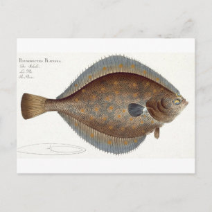 Carte Postale Plaice (Pleuronectes Platessa) plate XLII from 'Ic