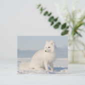 Carte Postale Plaine côtière | le renard arctique (Debout devant)
