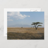 Carte Postale Plaines du Serengeti (Devant / Derrière)