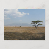 Carte Postale Plaines du Serengeti (Devant)