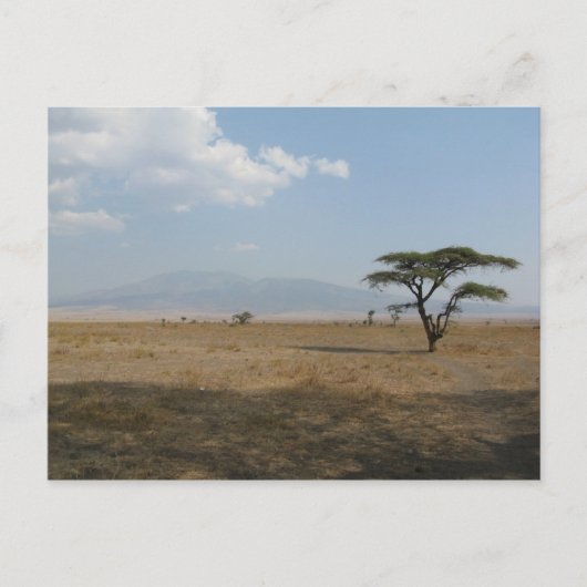 Carte Postale Plaines du Serengeti (Devant)