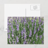 Carte Postale Plaisir de lavande violette (Devant / Derrière)