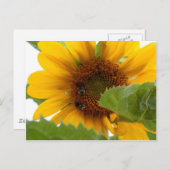 Carte Postale Plaisir tournesol (Devant / Derrière)