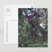 Carte Postale Plaisirs simples (Devant / Derrière)