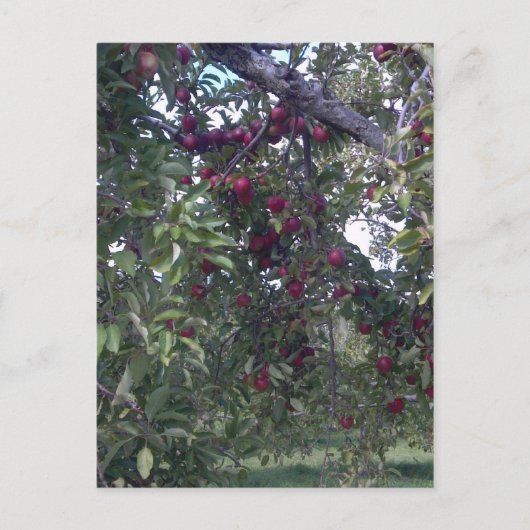 Carte Postale Plaisirs simples (Devant)