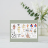 Carte Postale Planches d'anatomie humaine (Debout devant)