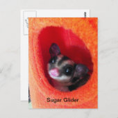 Carte Postale Planeur à sucre en Orange Hanging Lit (Devant / Derrière)