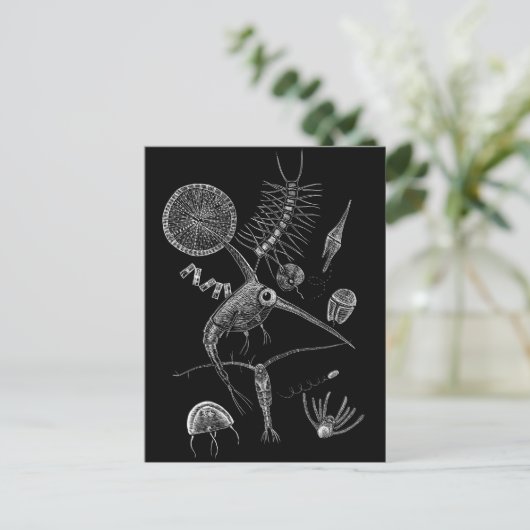 Carte postale PLANK (Debout devant)