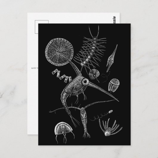 Carte postale PLANK (Devant / Derrière)