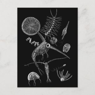 Carte postale PLANKToN