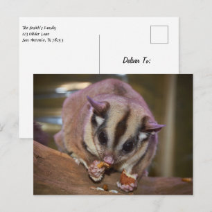 Carte Postale Planneur sucré de compagnie mangeant des vers
