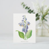 Carte Postale Plantain Lily Hosta Fleur Vintage botanique (Debout devant)