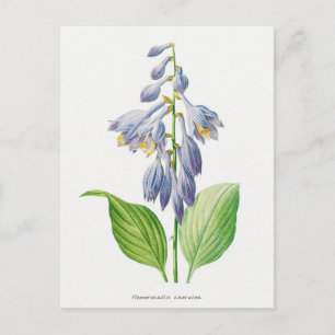 Carte Postale Plantain Lily Hosta Fleur Vintage botanique